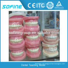 Modelo de dentes dentários plásticos